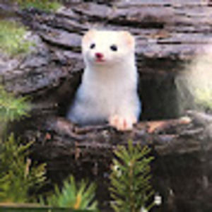 Meet your Posher, Rusty